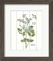 Framed 'Cottage Herbs III' border=