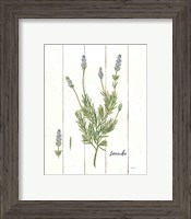 Framed 'Cottage Herbs II' border=