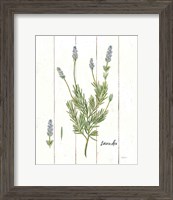 Framed Cottage Herbs II