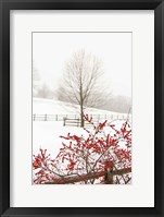 Framed Red on White