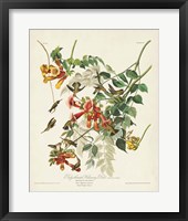 Framed Pl 47 Ruby-throated Hummingbird