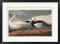 Framed Pl 381 Snow Goose