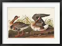 Framed Pl 286 White-fronted Goose