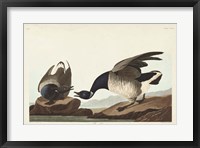 Framed Pl 391 Brant Goose