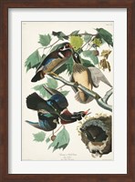 Framed Pl 206 Wood Duck