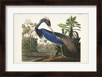 Framed Pl 217 Louisiana Heron