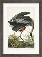 Framed Pl 211 Great Blue Heron