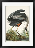 Framed Pl 211 Great Blue Heron