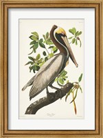 Framed Pl 251 Brown Pelican