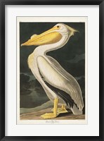 Framed Pl 311 American White Pelican