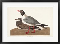 Framed Pl 314 Black-headed Gull