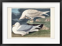 Framed Pl 282 White-winged Silvery Gull