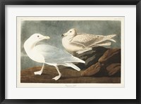 Framed Pl 396 Burgomaster Gull