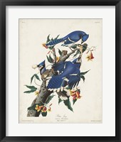 Framed Pl 102 Blue Jay