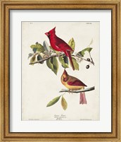 Framed Pl 158 Cardinal Grosbeak