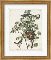 Framed Pl 122 Blue Grosbeak