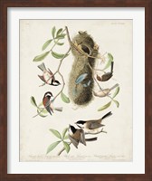 Framed Pl 353 Black-capt Titmouse