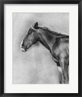 Framed Charcoal Equine Portrait II