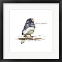 Framed Songbird Study VI