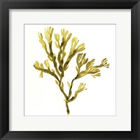 Framed Suspended Seaweed I