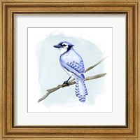 Framed 'Coastal Blue Jay II' border=