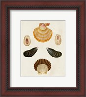 Framed 'Knorr Shells I' border=