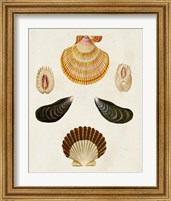 Framed 'Knorr Shells I' border=