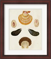 Framed 'Knorr Shells I' border=