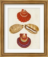 Framed 'Knorr Shells II' border=