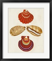 Knorr Shells II Framed Print