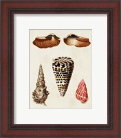 Framed 'Knorr Shells III' border=