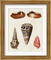 Framed 'Knorr Shells III' border=