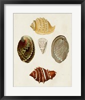 Framed Knorr Shells IV