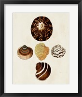 Knorr Shells V Framed Print