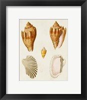 Framed 'Knorr Shells VII' border=