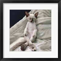 Framed 'Cat Yoga II' border=