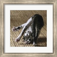 Framed 'Cat Yoga IV' border=