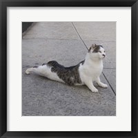 Framed Cat Yoga VI