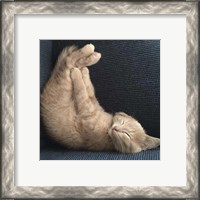 Framed 'Cat Yoga VII' border=