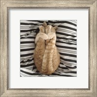 Framed 'Cat Yoga IX' border=