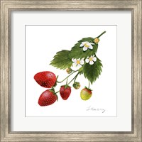 Framed 'Strawberry Study II' border=