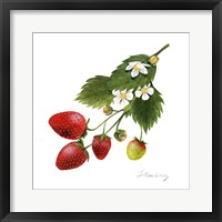 Framed Strawberry Study II