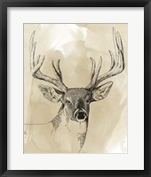 Burnished Buck I Framed Print