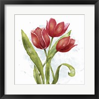 Framed Red Tulip Splash II