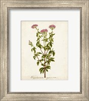 Framed 'Antique Herb Botanical I' border=