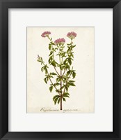 Framed 'Antique Herb Botanical I' border=