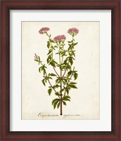 Framed 'Antique Herb Botanical I' border=