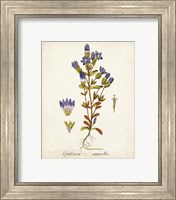 Framed 'Antique Herb Botanical II' border=