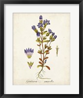Framed 'Antique Herb Botanical II' border=