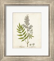 Framed 'Antique Herb Botanical III' border=